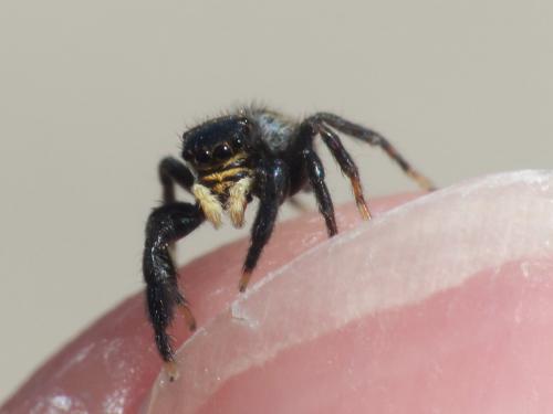 Réf. 232 979 : Euophrys herbigrada